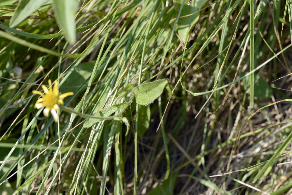 Asteraceae: Buphthalmum salicifolium (cfr.)